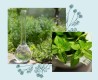 ECO BIO Collutorio alla Menta Bianca - Officina Naturae